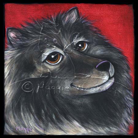 Keeshond