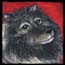 Keeshond