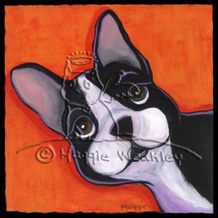 Boston Terrier